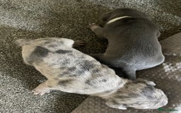 Mixed Breed dogs for sale: Pocket Bully cross Pug - Image 5