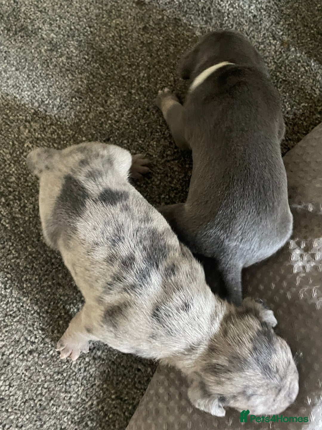 Mixed Breed dogs for sale: Pocket Bully cross Pug - Image 5