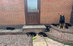 German Shepherd dogs for sale: READY TO GO Long Haired German Shepherd Puppies - Image 4