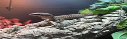 Lizard reptiles for sale: Complete Ackie Monitor Set up and Ackie Monitor - Advert 3