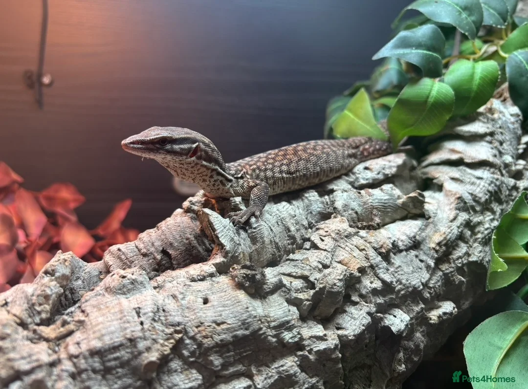 Lizard reptiles for sale: Complete Ackie Monitor Set up and Ackie Monitor - Advert 3