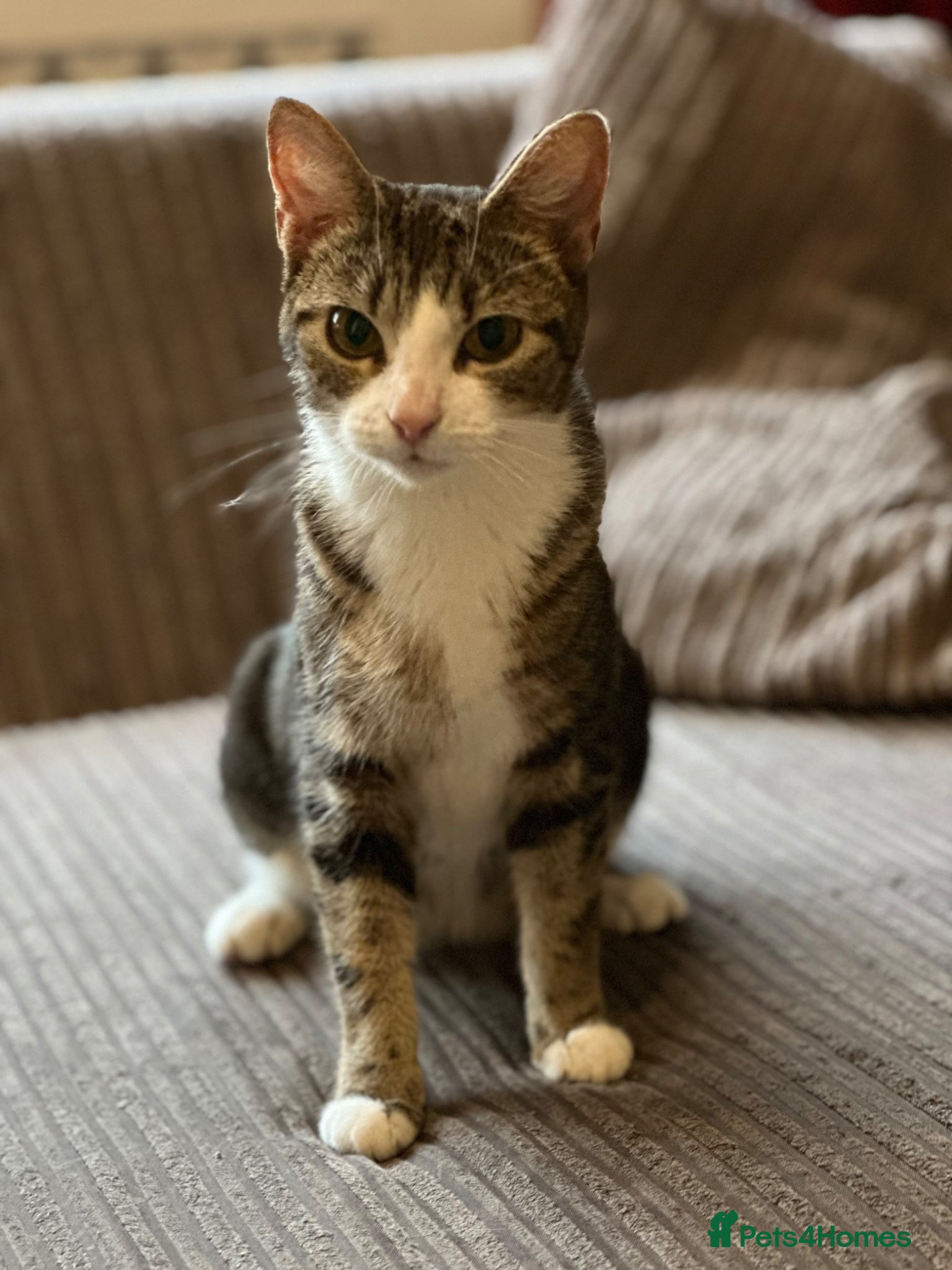 Mixed Breed cats for sale: Mixed breed kittens  - Advert 5