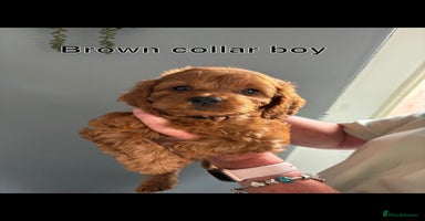 Cockapoo dogs - Advert 5