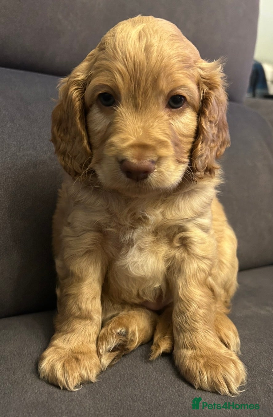 Cockapoo dogs Cockapoos - 1 sandy boy re available. - Advert 2