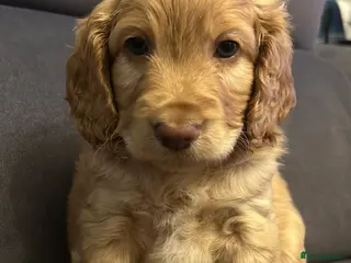 Cockapoo dogs Cockapoos - 1 sandy boy re available. - Advert 2