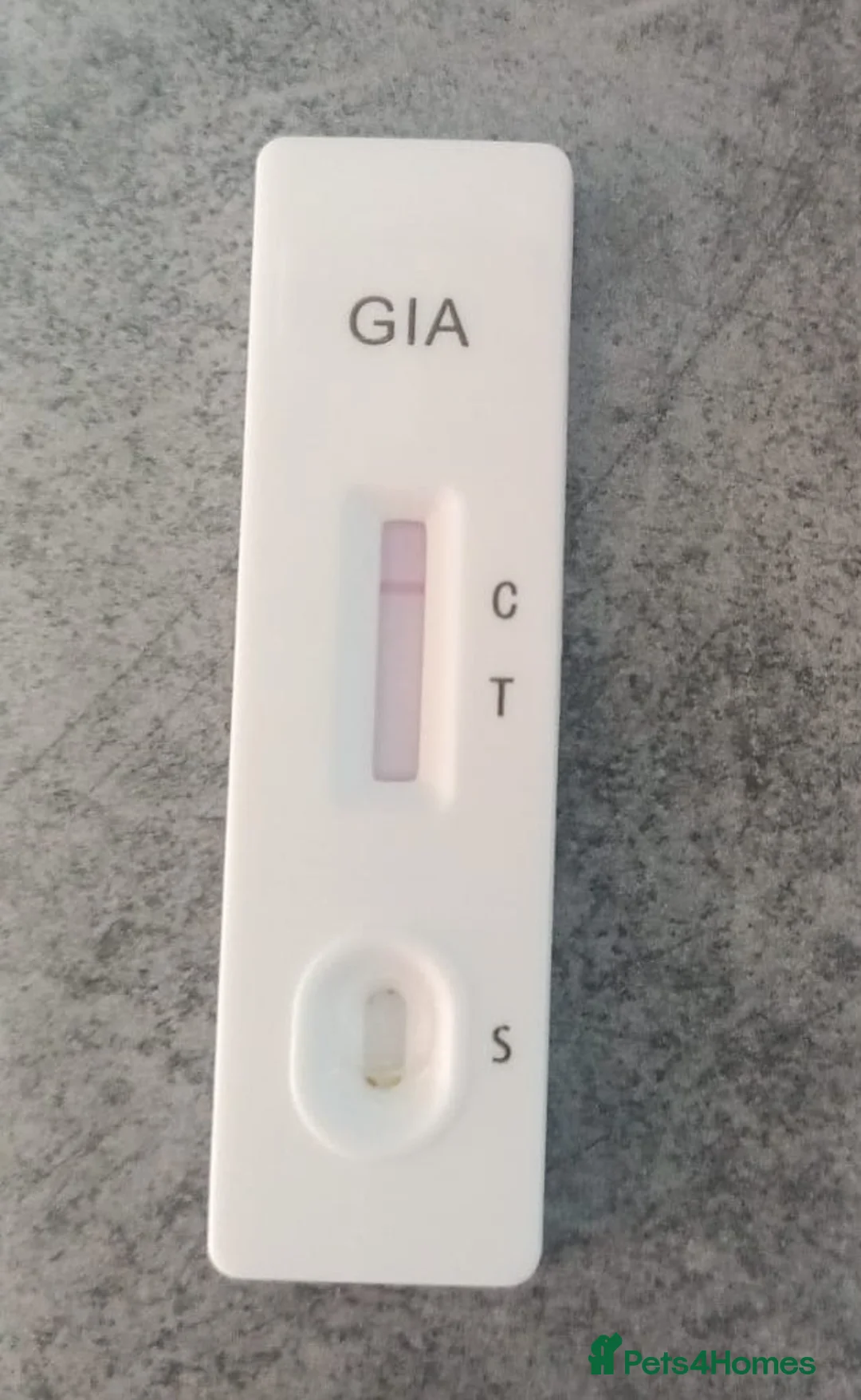 Mixed Breed dogs for adoption: 🐾Meet CHARLIE🐾 - a Lovely Boy for a Loving Home - Advert 15