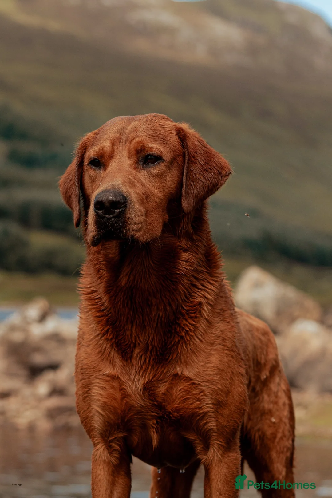 Labrador Retriever dogs for stud: Fully health tested proven lab studs - Advert 1