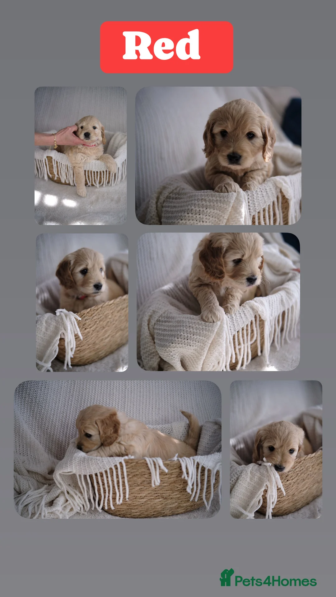 Goldendoodle dogs for sale: Stunning mini Goldendoodle  - Advert 2