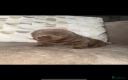 Chow Chow dogs for sale: 2 chow chow baby’s available  - Image 2