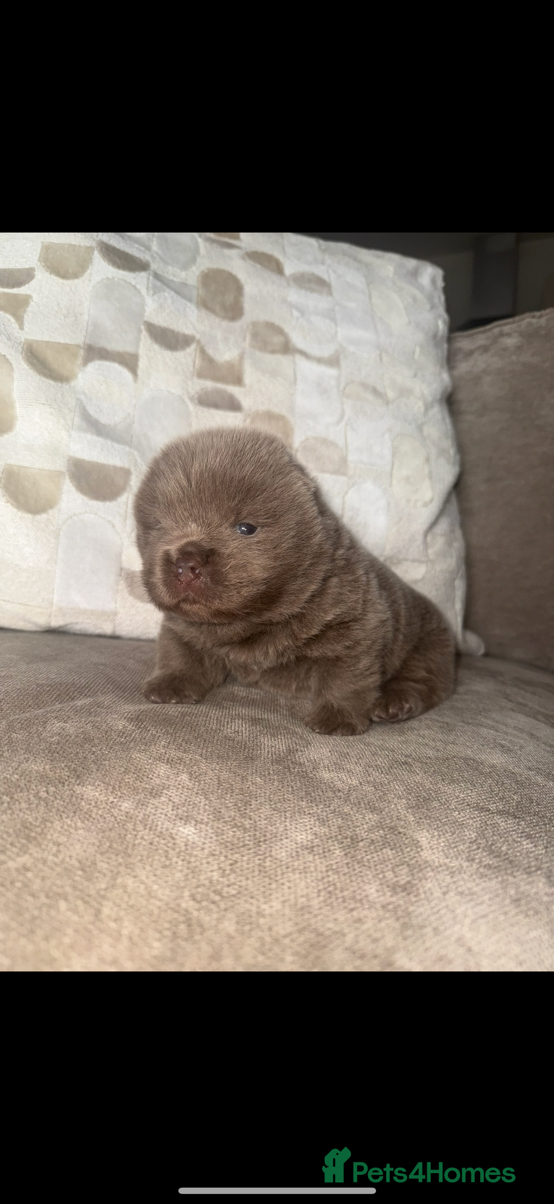 Chow Chow dogs for sale: 2 chow chow baby’s available  - Image 2