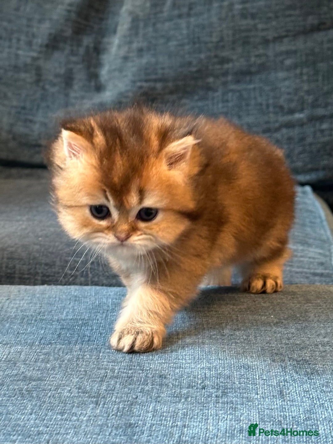 British Longhair cats for sale: Rare Golden Shaded British Longhair Girl Teddy  - Image 6