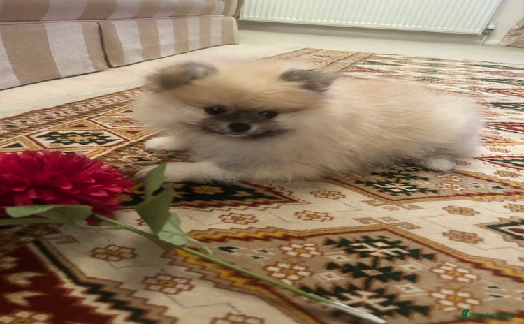 Pomeranian dogs - Advert 7