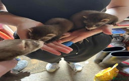 Ferret rodents for sale: Light coloured ferret kits - Image 4