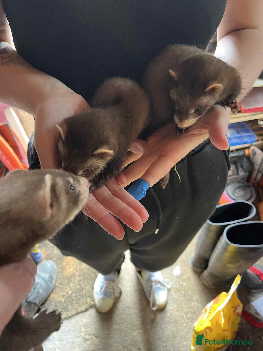 Ferret rodents for sale: Light coloured ferret kits - Image 4