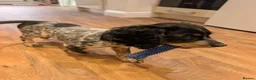 Cocker Spaniel dogs for sale: Female Cocker Spaniel Puppy - Advert 4