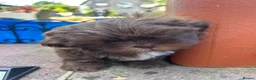 Shih Tzu dogs for sale: Chocolate Imperial Shihtzu Male - Advert 4