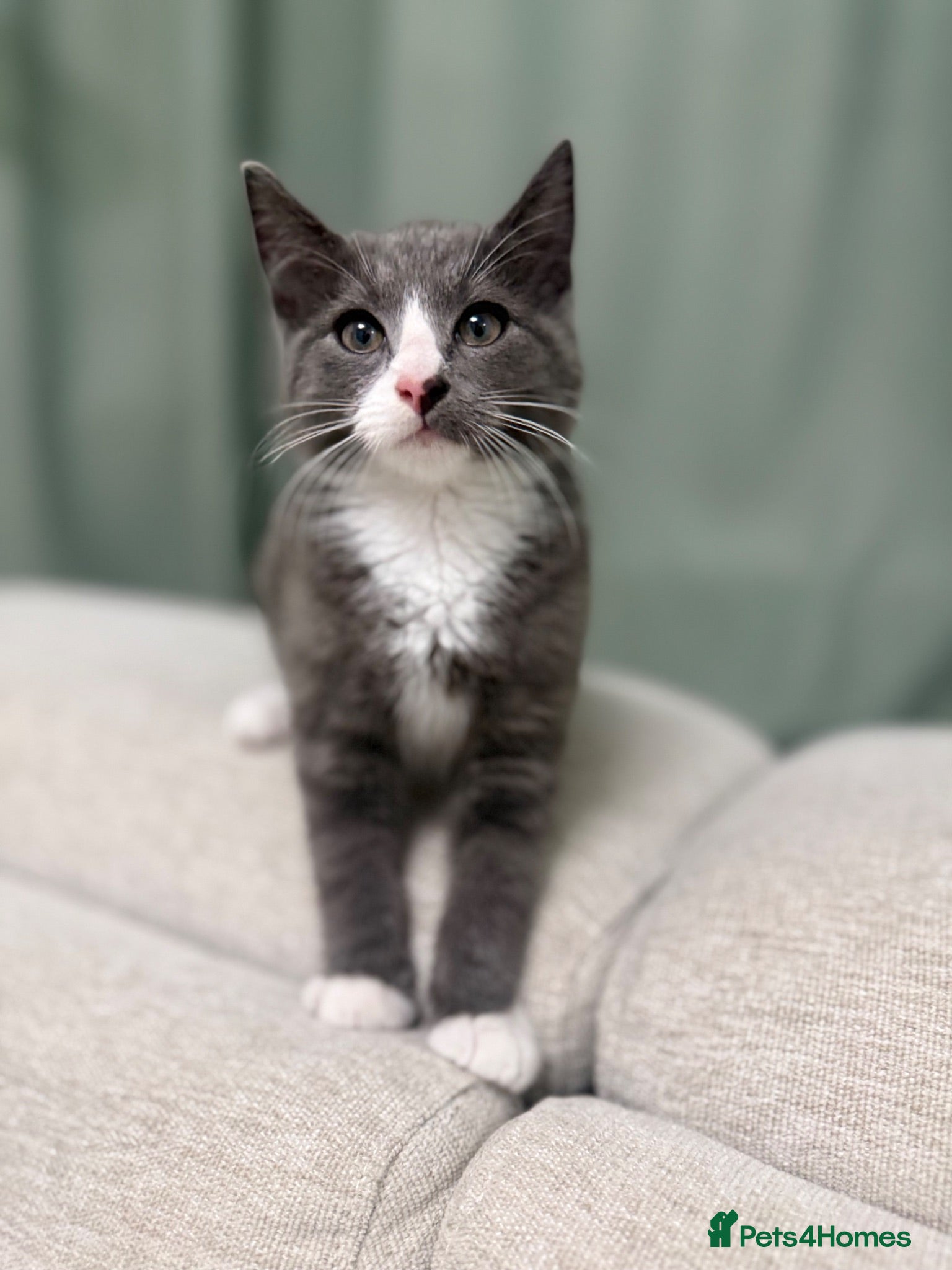 Mixed Breed cats Pebbles, A Rare Grey Male Tuxedo Kitten - Advert 1