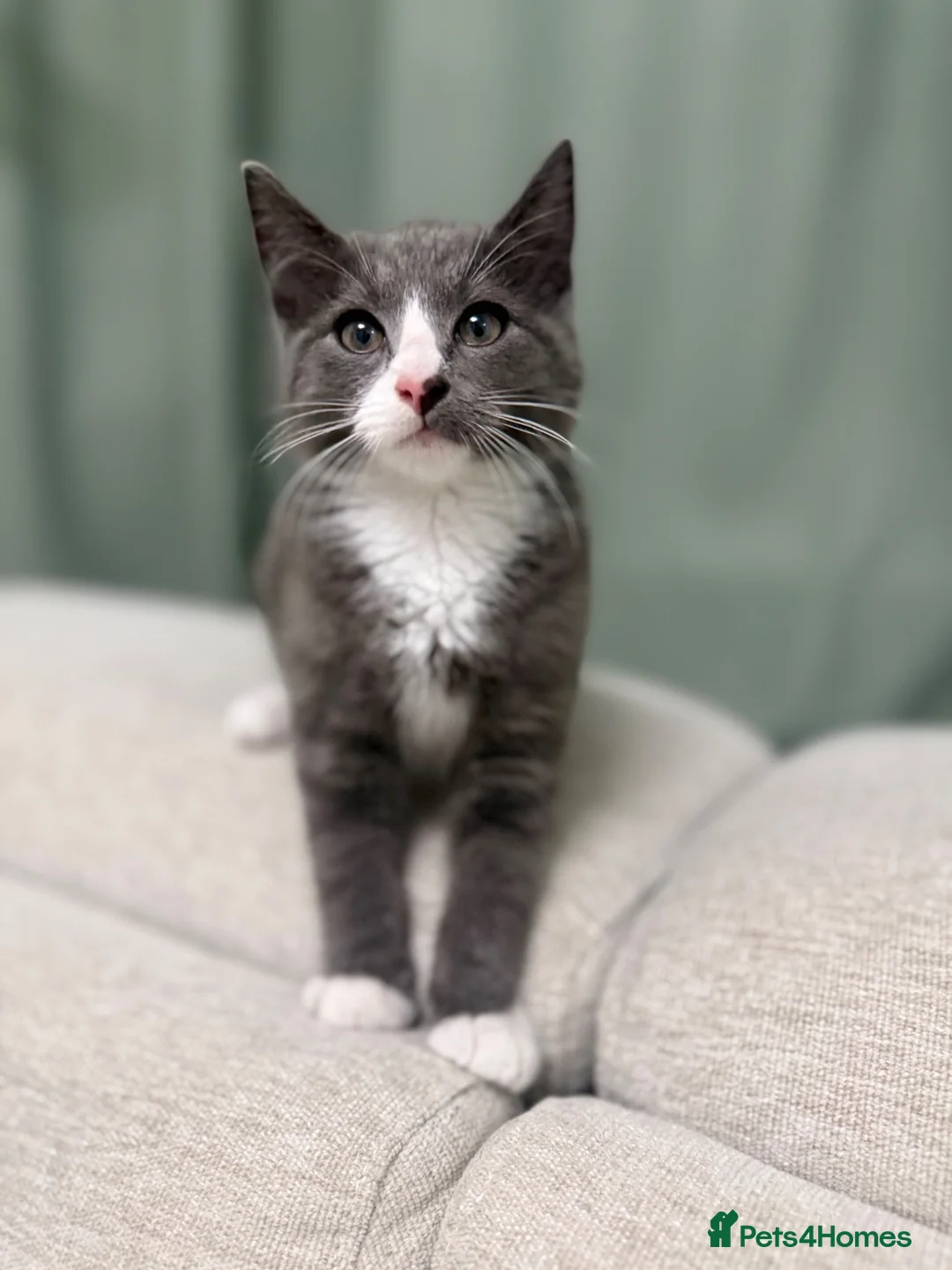 Mixed Breed cats for sale: Pebbles, A Rare Grey Male Tuxedo Kitten - Advert 1