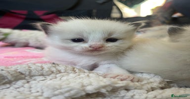 Ragdoll cats - Advert 11