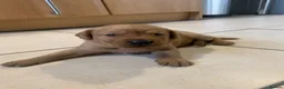 Labrador Retriever dogs for sale: WORKING KC REG FOX RED LABRADOR PUPPIES FOR SALE  - Advert 10