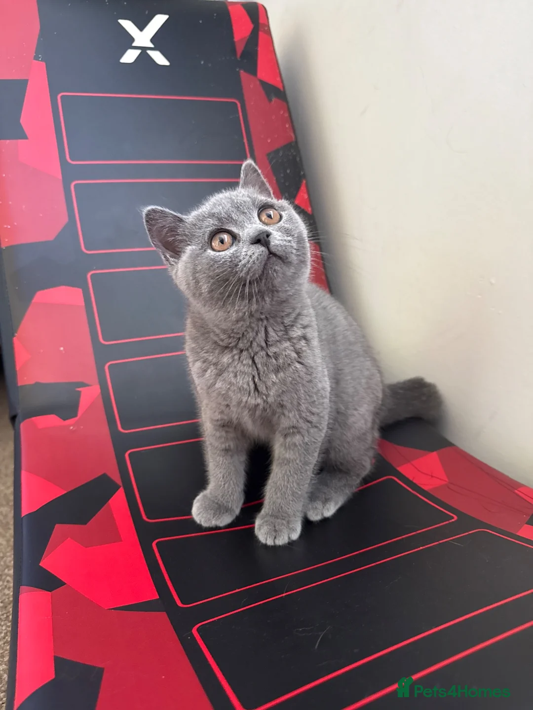 British Shorthair cats for sale: British short hair kitten  - Advert 1