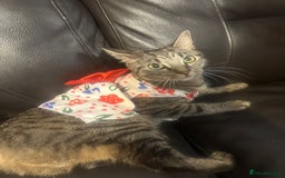 American Shorthair cats for sale: Miss Miffy - Image 4