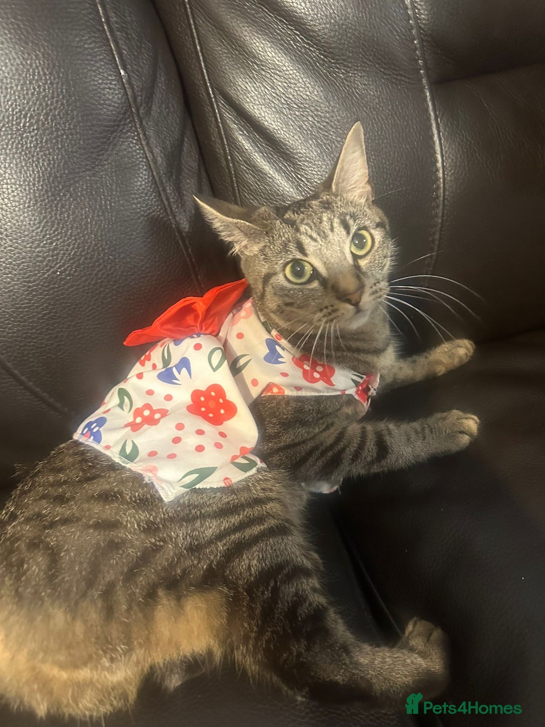 American Shorthair cats for sale: Miss Miffy - Image 4