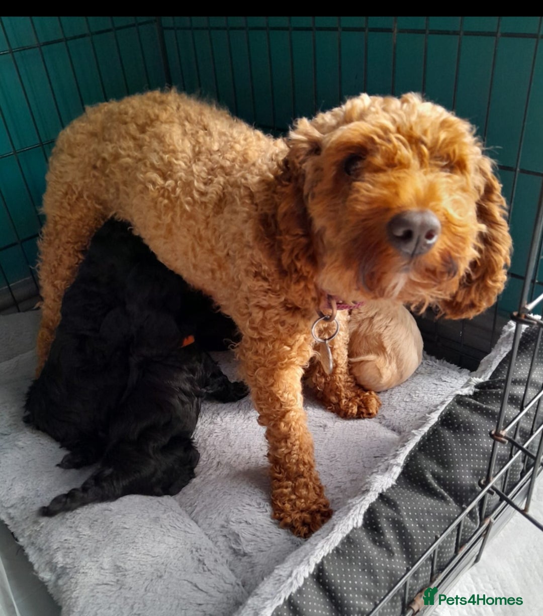 Cockapoo dogs for sale: Cockerpoo puppy - Image 2