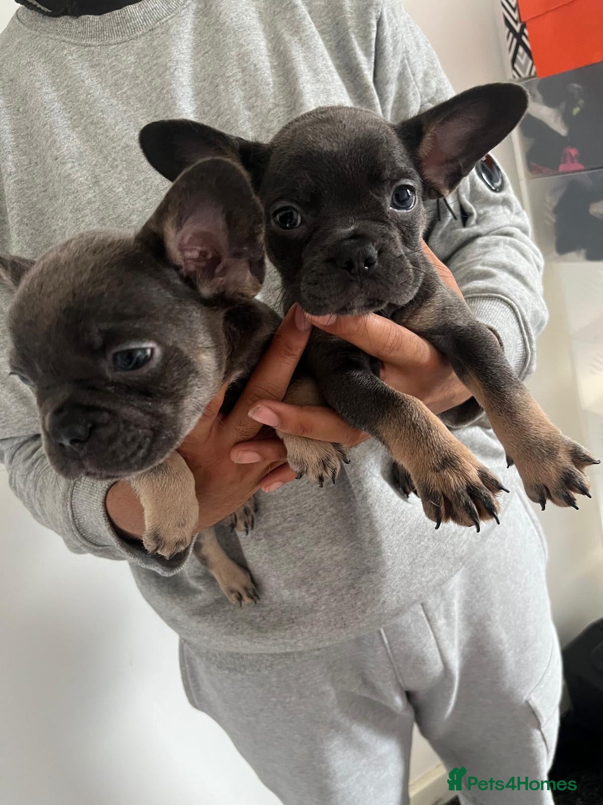 French Bulldog dogs for sale: French bulldogs for sale  - Advert 6