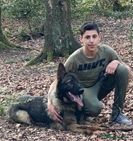 German Shepherd dogs TOP CHAMPION LINE GERMAN SHEPHERD PUPPIES FOR SALE - Advert 4