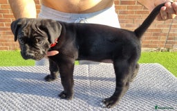 Cane Corso dogs for sale: Champion-Bloodline Cane Corso Puppies  - Image 10