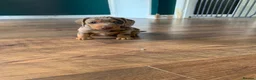 Miniature Dachshund dogs for sale: Beautiful miniature dauchund  - Advert 5