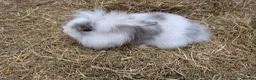 Lionhead rabbits for sale: Gorgeous baby rabbits for sale - Advert 16