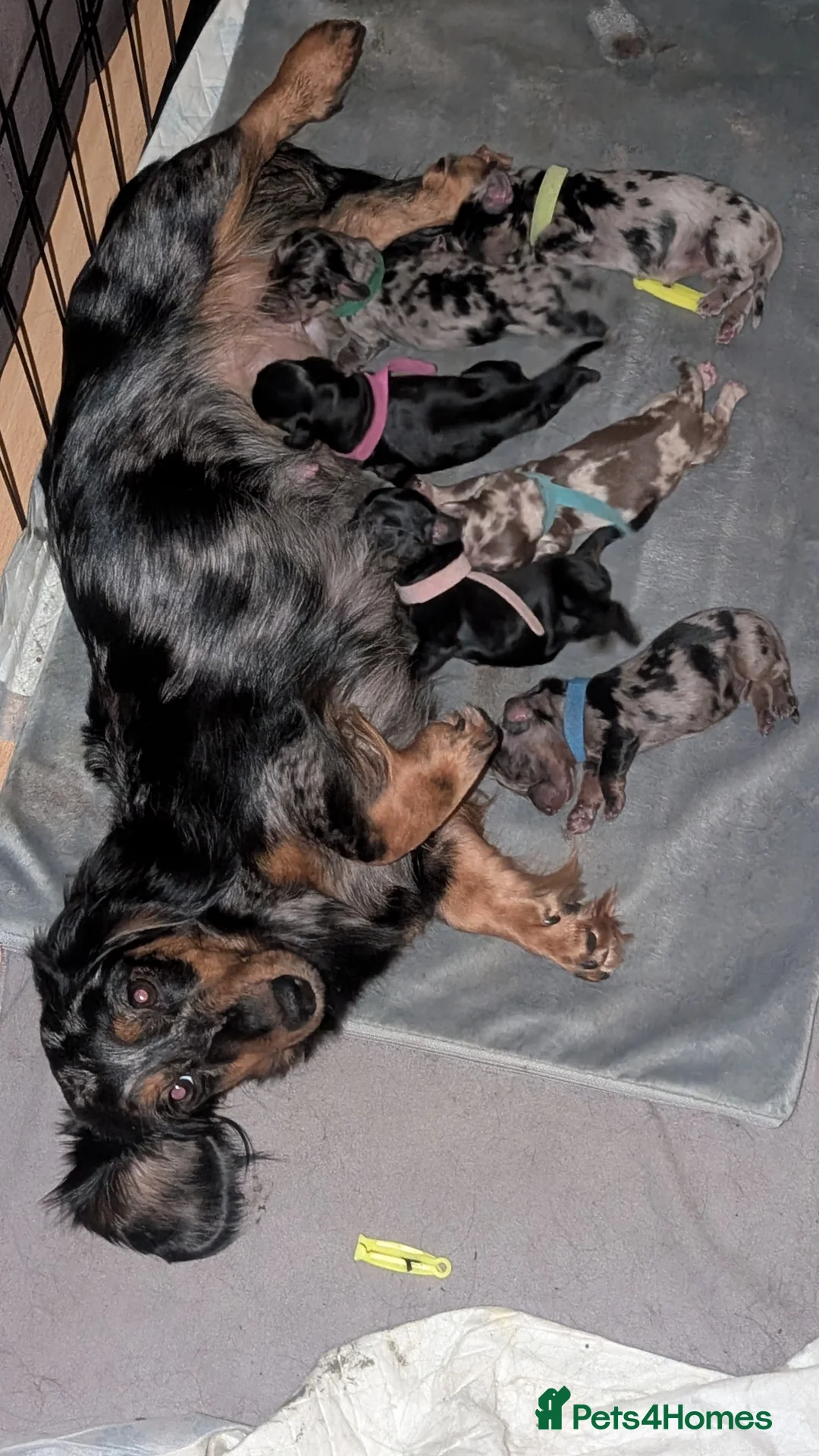 Miniature Dachshund dogs for sale: 5 gorgeous longhaired dachshunds!! 0.0% COI - Advert 1