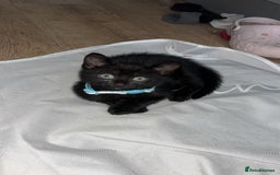 Domestic Shorthair cats for sale: 3 beautiful kittens  - Image 4