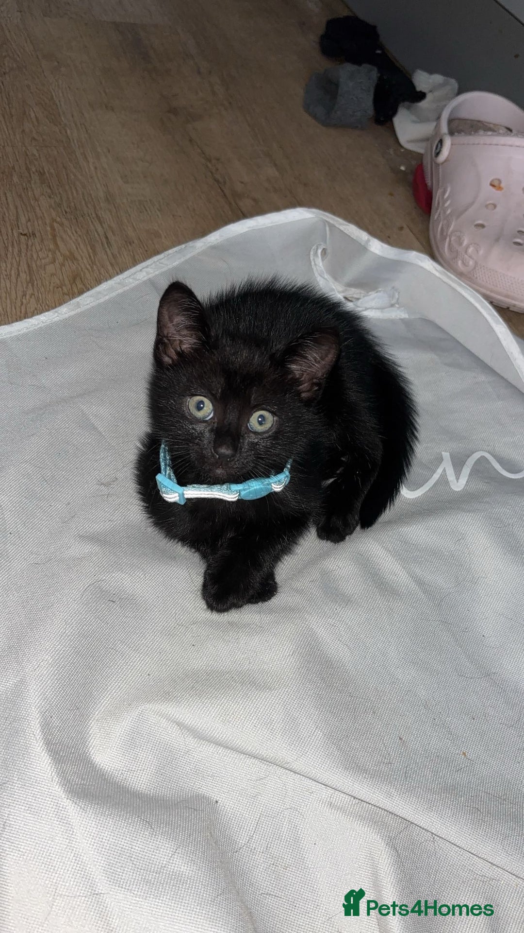 Domestic Shorthair cats for sale: 3 beautiful kittens  - Image 4