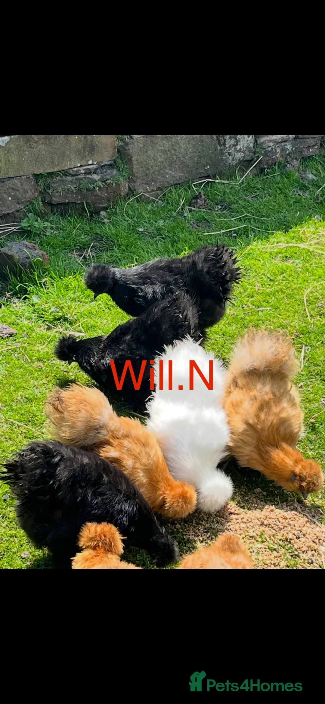 Chickens poultry for sale: Point of lay silkie bantams (various other breeds) - Advert 2