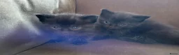Mixed Breed cats for sale: Five adorable and playful kittens - Advert 4