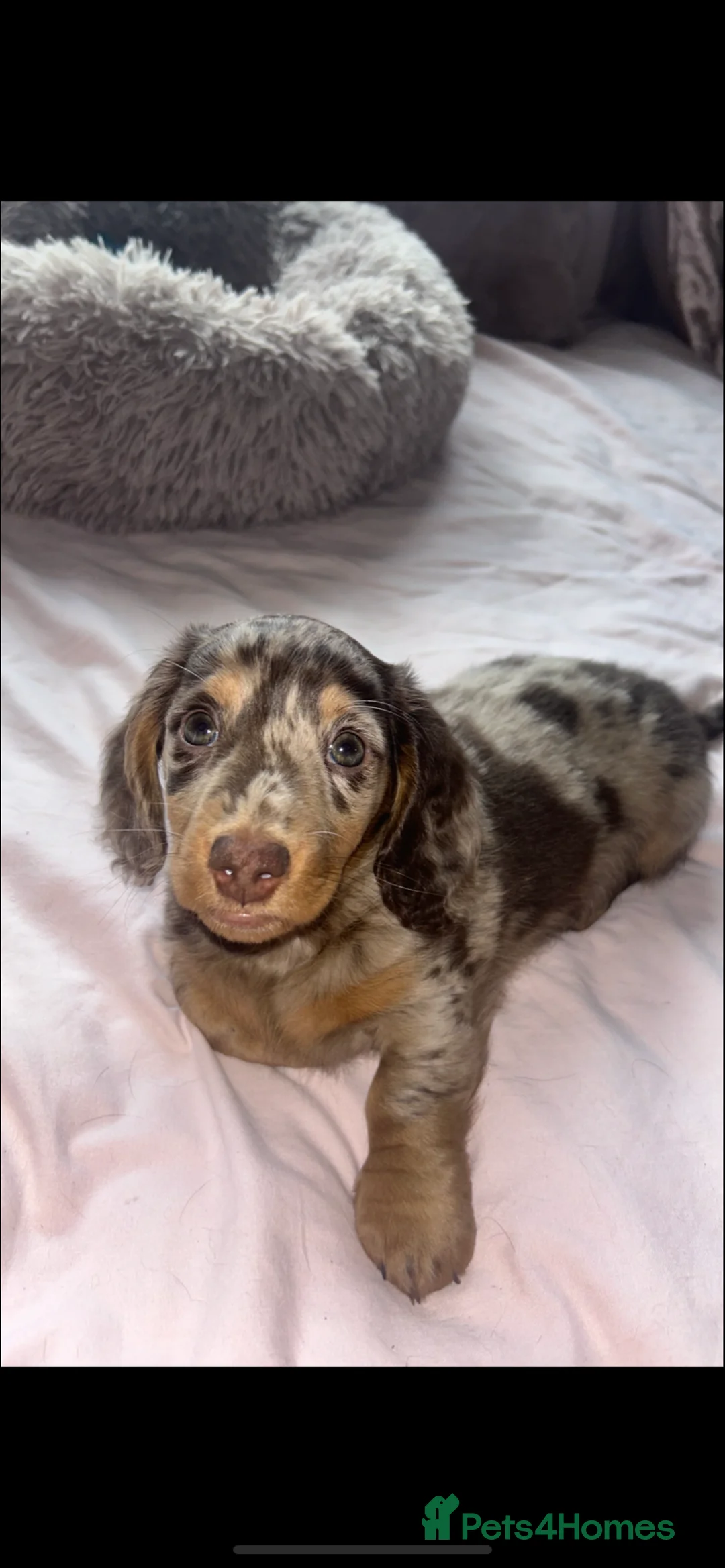 Dachshund dogs for stud: PROVEN STUD K.C reg long hair dapple dachshund  - Advert 2