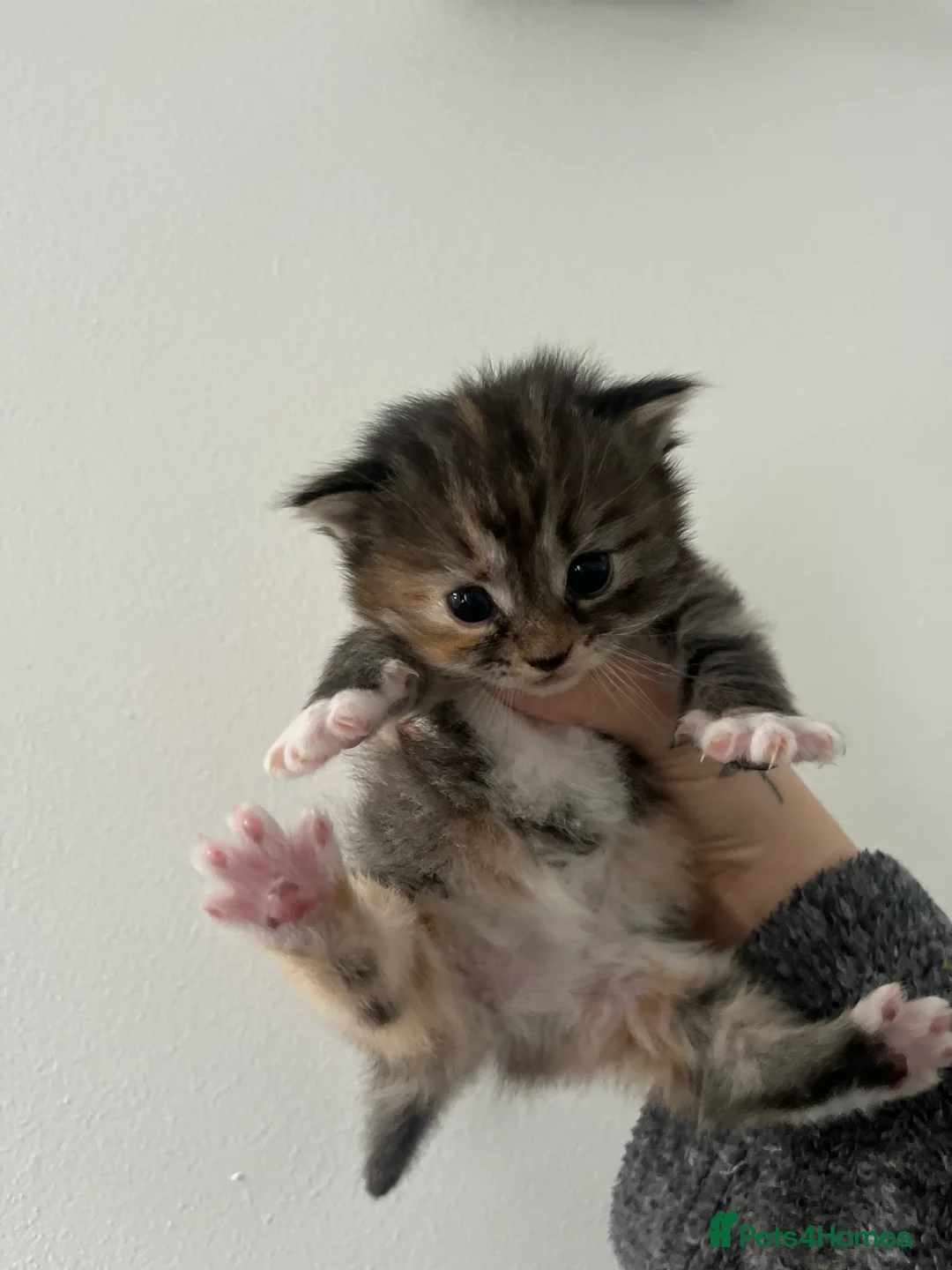 American Shorthair cats for sale: Kittens for reserve - Advert 2