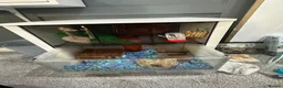 Hamster rodents for sale: Russian dwarf male hamster with omlet cage  - Advert 9