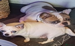 French Bulldog dogs for sale: Franc the frenchie  in Houghton le Spring - Image 4
