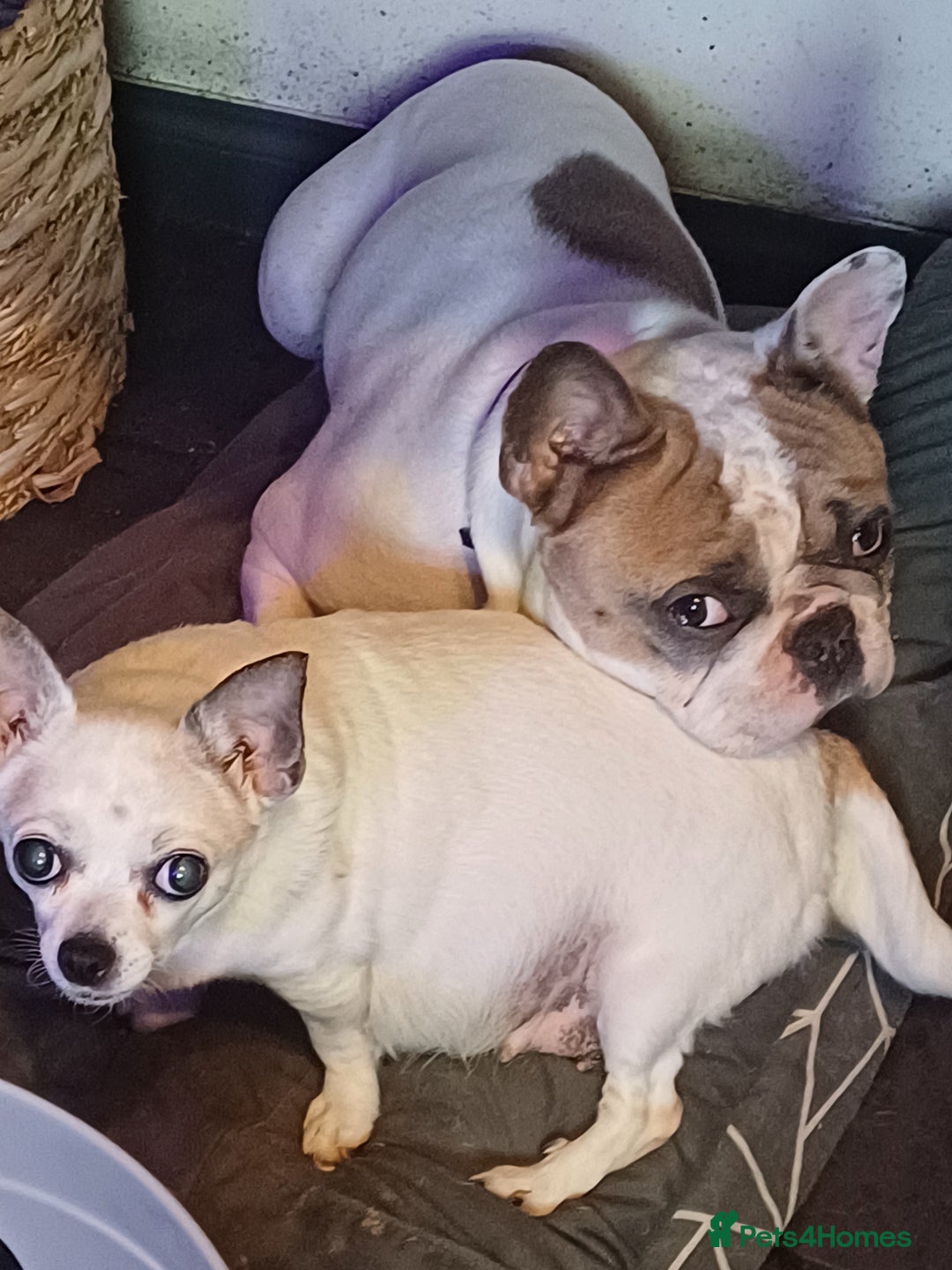 French Bulldog dogs for sale: Franc the frenchie  in Houghton le Spring - Image 4