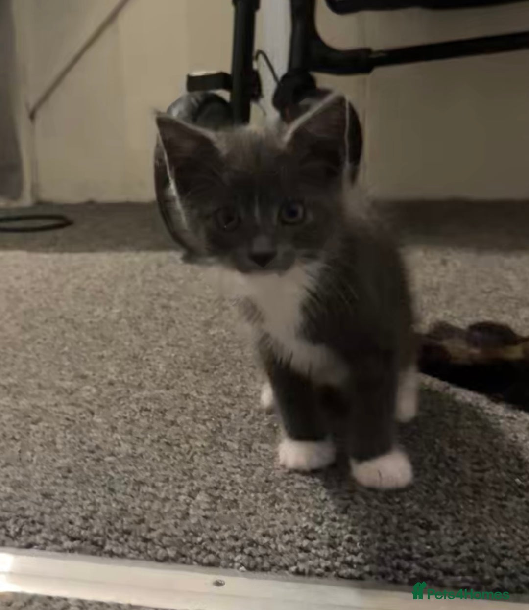 British Shorthair cats for sale: 3 KITTENS READY TO GO !  - Image 3
