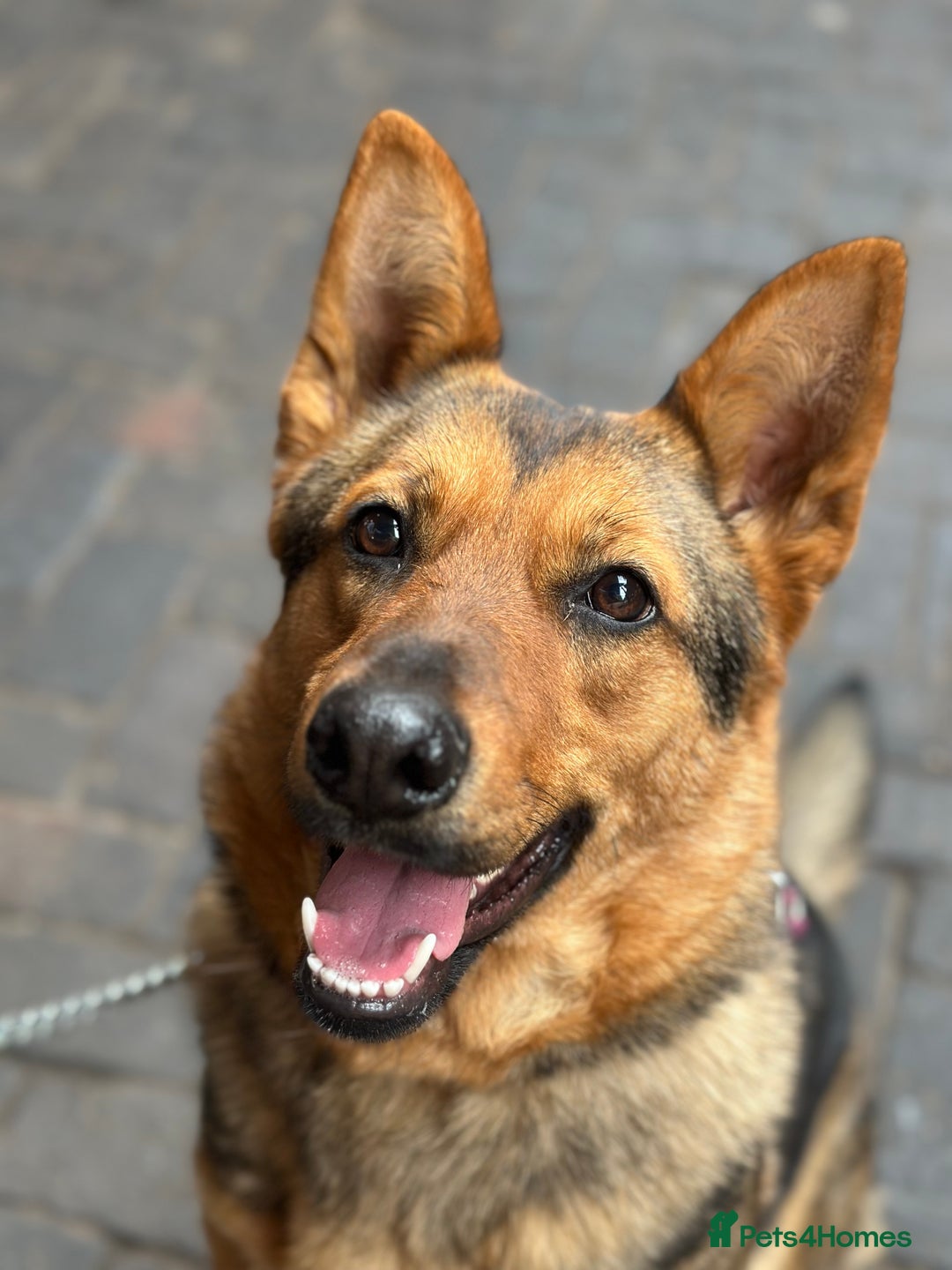 Mixed Breed dogs for sale: 2 year old mixed German Shepard  - Advert 7