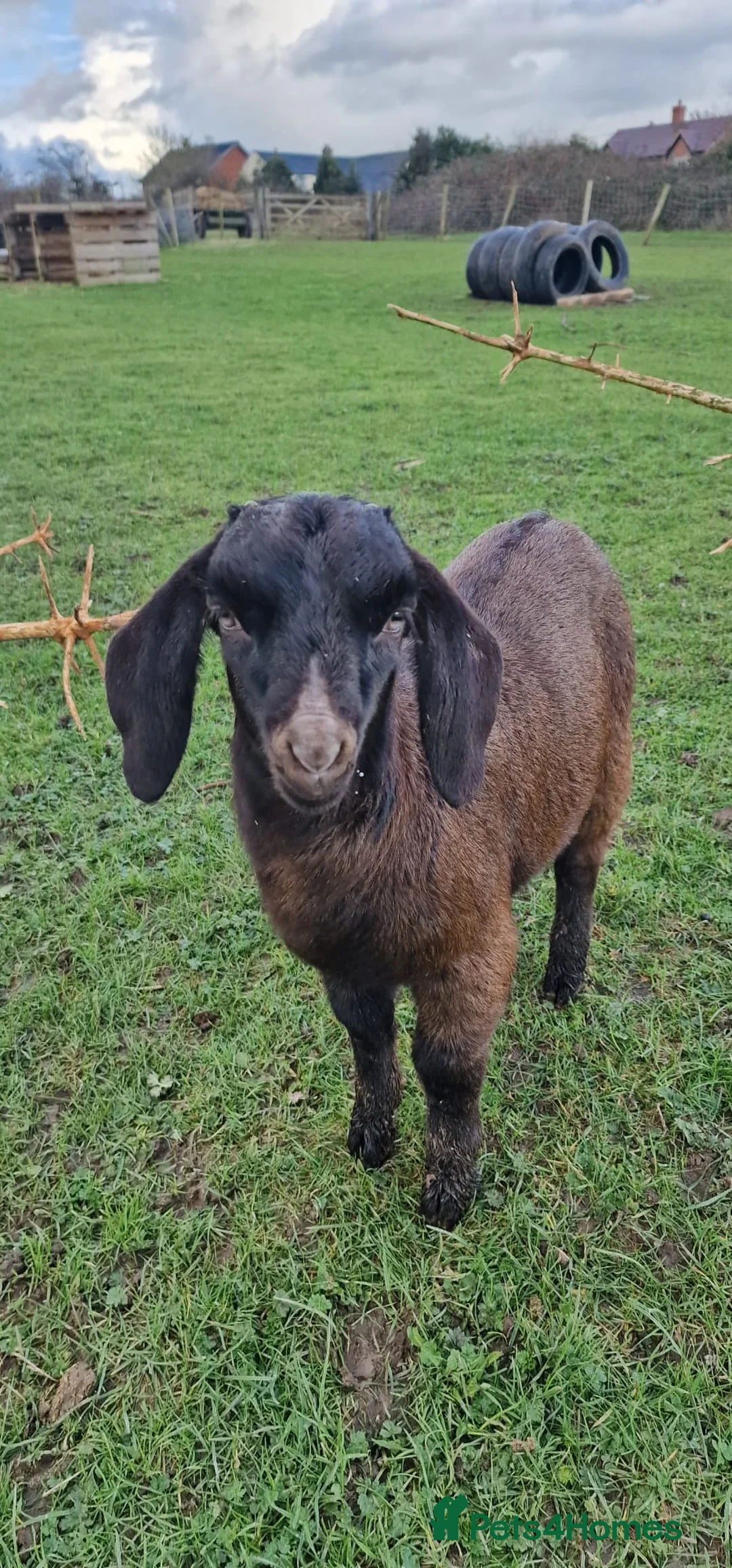 Goats livestock for sale: 5 x Boer kids  - Advert 2