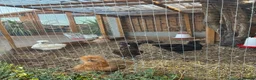 Mixed Breed poultry for sale: 5young hens 2 polish layers 3 silkies  - Advert 15