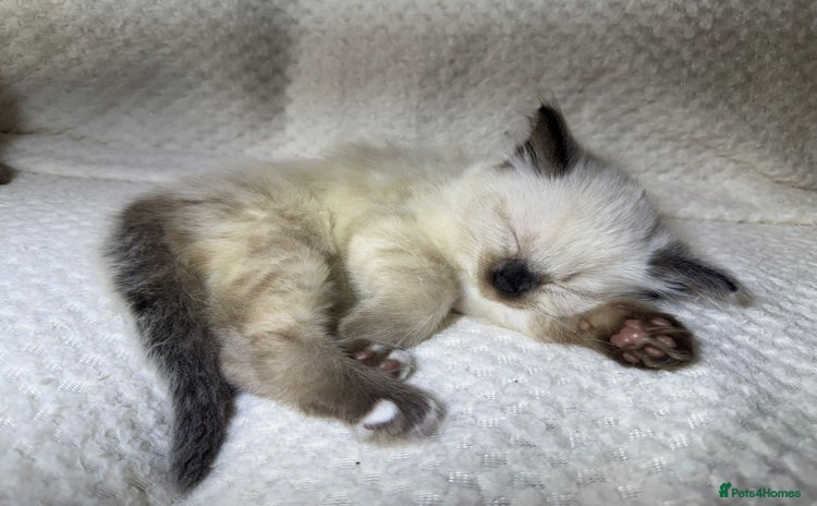 Ragdoll cats - Advert 1