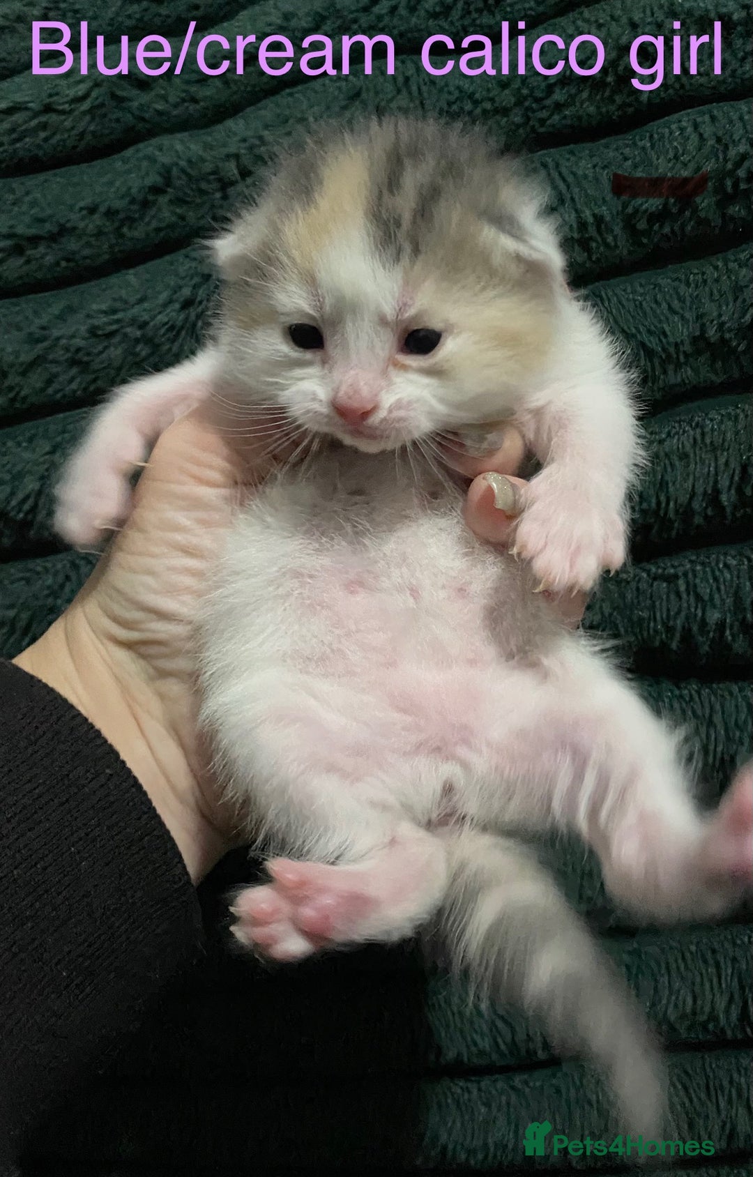 American Shorthair cats for sale: Mix colour litter girls and boys very docile  - Advert 14