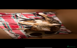 Mixed Breed cats for sale: Friendly kitten for sale - Image 2